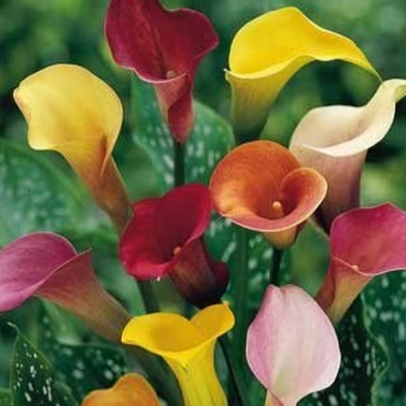 Meet your Posher, Jaime - Picture 1 of 1